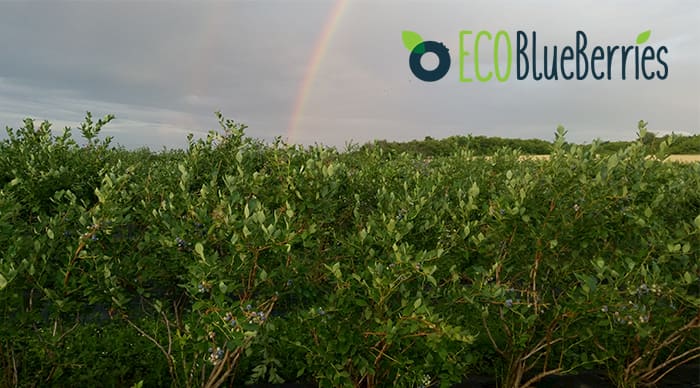 Τα βιολογικά μύρτιλα της ECOBlueberries πήραν κι άλλη πιστοποίηση ολοκληρωμένης διαχείρισης GLOBALG.A.P.!